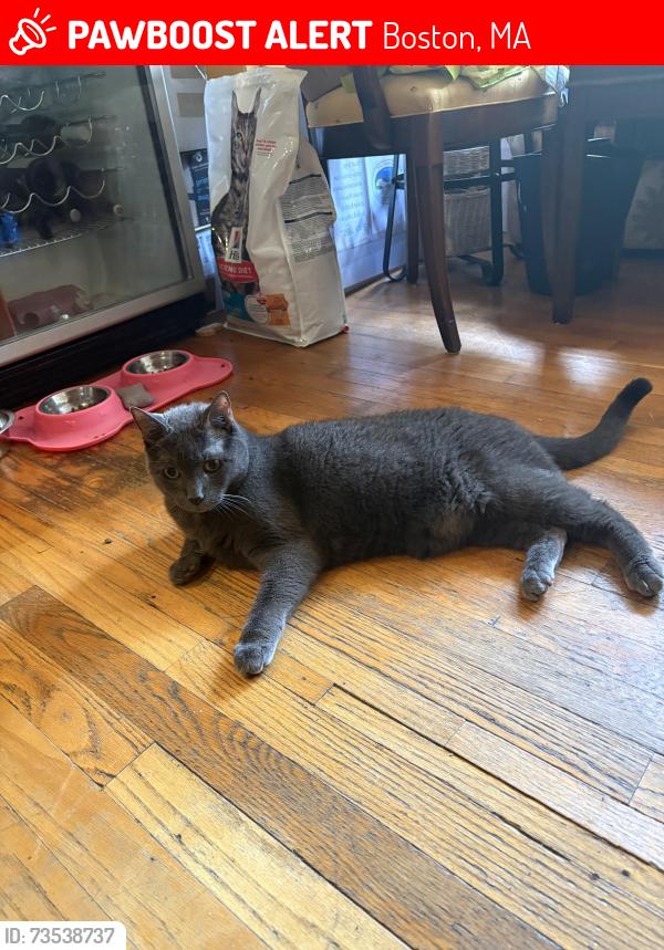 Lost Male Cat last seen Near River St, Boston, MA 02136