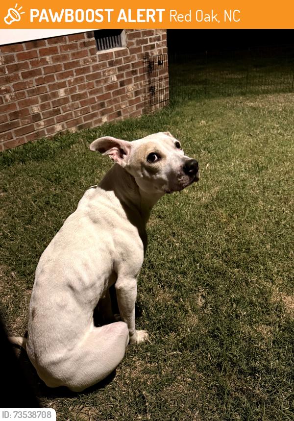 Found/Stray Female Dog last seen Red oak elementary school, Red Oak, NC 27868