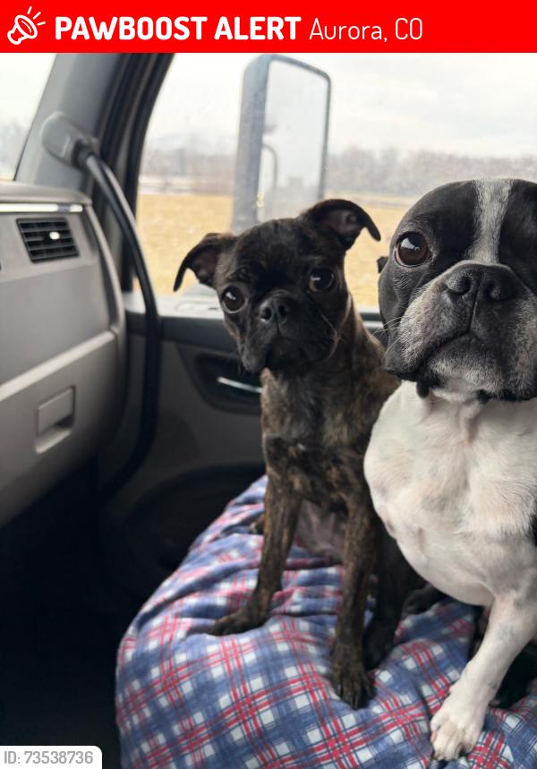 Lost Male Dog last seen 19th and e470, Aurora, CO 80010