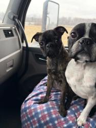 Lost Male Dog last seen 19th and e470, Aurora, CO 80010