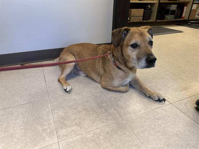 Shelter Stray Male Dog last seen Near BLOCK SOUTHCENTER BLVD, TUKWILA WA 98188, 21615 64th Ave S, Kent, WA 98032, USA