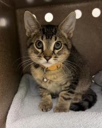 Shelter Stray Male Cat last seen Near BLOCK W MEEKER ST, KENT WA 98032, 21615 64th Ave S, Kent, WA 98032, USA