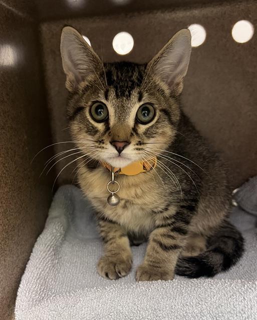 Shelter Stray Male Cat last seen Near BLOCK W MEEKER ST, KENT WA 98032, 21615 64th Ave S, Kent, WA 98032, USA
