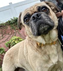 Found/Stray Male Dog last seen Torrance Blvd & Anza Ave, Torrance, CA 90505
