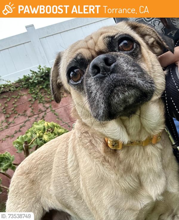 Found/Stray Male Dog last seen Torrance Blvd & Anza Ave, Torrance, CA 90505
