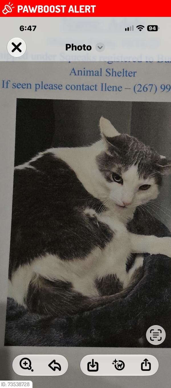 Lost Female Cat last seen Larchmont and route 38, Mount Laurel Township, NJ 08054