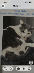 Lost Female Cat last seen Larchmont and route 38, Mount Laurel Township, NJ 08054