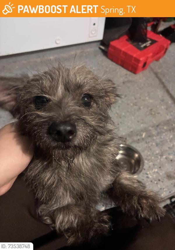 Found/Stray Female Dog last seen Spring stone dr and fox run, Spring, TX 77386