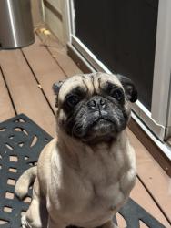 Reunited Male Dog last seen Yale and Buckley neighborhood, Aurora, CO 80013