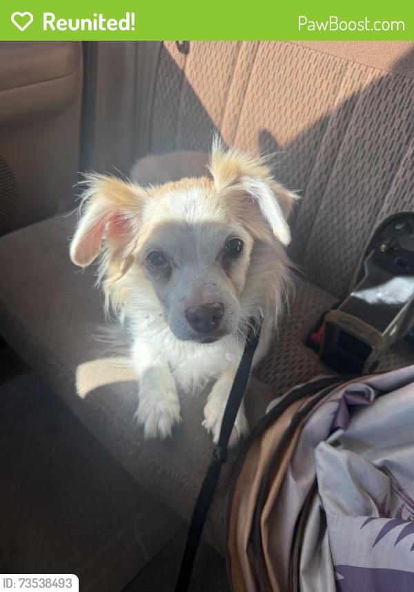 Reunited Female Dog last seen Near Dixon Springs Ave, North Las Vegas, NV 89031, USA, North Las Vegas, NV 89031
