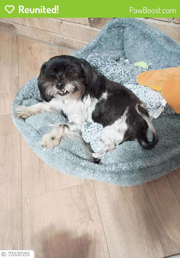 Reunited Female Dog last seen Milton Elementary, Lafayette, LA 70508