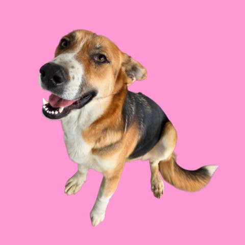 Shelter Stray Female Dog last seen Near BLOCK MERCED AVE, SHAFTER CA 93263, 3951 Fruitvale Ave, Bakersfield, CA 93308, USA