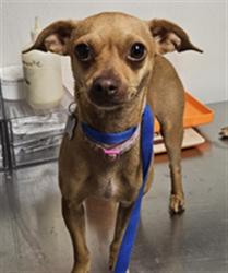 Shelter Stray Female Dog last seen Near BLOCK S N ST, BAKERSFIELD CA 93304, 3951 Fruitvale Ave, Bakersfield, CA 93308, USA