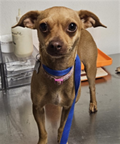 Shelter Stray Female Dog last seen Near BLOCK S N ST, BAKERSFIELD CA 93304, 3951 Fruitvale Ave, Bakersfield, CA 93308, USA