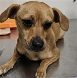 Shelter Stray Female Dog last seen Near BLOCK S N ST, BAKERSFIELD CA 93304, 3951 Fruitvale Ave, Bakersfield, CA 93308, USA