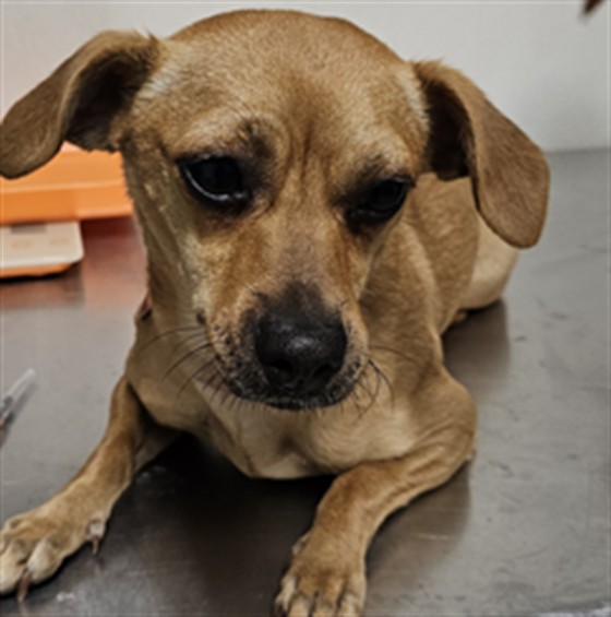 Shelter Stray Female Dog last seen Near BLOCK S N ST, BAKERSFIELD CA 93304, 3951 Fruitvale Ave, Bakersfield, CA 93308, USA