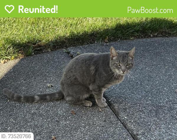 Reunited Unknown Cat last seen Elsbree lane and arata blvd./hembree lane, Windsor, CA 95492