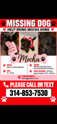 Reunited Female Dog last seen Shackleford and Kingsford, Florissant, MO 63031