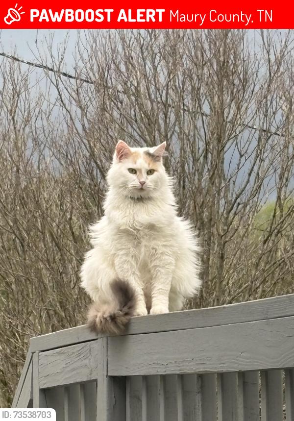 Lost Female Cat last seen Carpenters bridge road/william lane area, Maury County, TN 38401