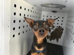 Shelter Stray Male Dog last seen Near BLOCK ROAD 240, LINDSAY, CA, Visalia, CA 93292, USA
