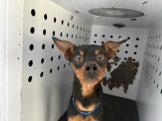 Shelter Stray Male Dog last seen Near BLOCK ROAD 240, LINDSAY, CA, Visalia, CA 93292, USA