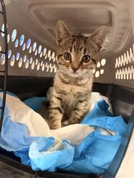 Shelter Stray Female Cat last seen Near BLOCK N LOMBARDI ST PORTERVILLE, Visalia, CA 93292, USA