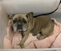 Shelter Stray Female Dog last seen Near BLOCK AVE 232, LINDSAY, Visalia, CA 93292, USA