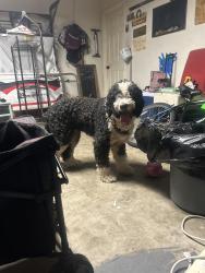 Found/Stray Male Dog last seen Flax burton, Harris County, TX 77346