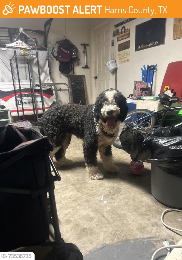 Found/Stray Male Dog last seen Flax burton, Harris County, TX 77346
