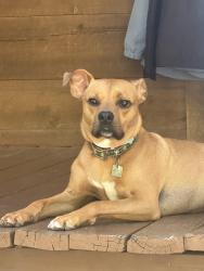 Lost Male Dog last seen Heatherly Hts rd & Pace Mountain Rd, Saluda, NC 28773