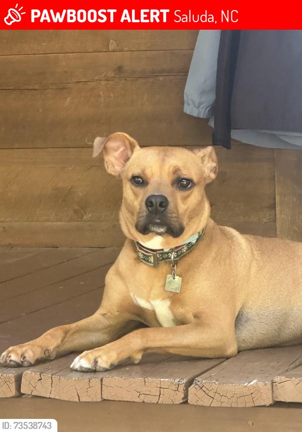Lost Male Dog last seen Heatherly Hts rd & Pace Mountain Rd, Saluda, NC 28773