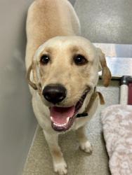 Shelter Stray Male Dog last seen Near BLOCK S CHATTERLEIGH RD, 4522 W 3500 S, West Valley City, UT 84120, USA