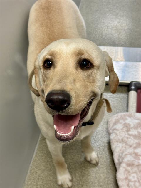 Shelter Stray Male Dog last seen Near BLOCK S CHATTERLEIGH RD, 4522 W 3500 S, West Valley City, UT 84120, USA
