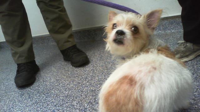 Shelter Stray Female Dog last seen CHARLOTTE, 8315 Byrum Dr, Charlotte, NC 28217, USA