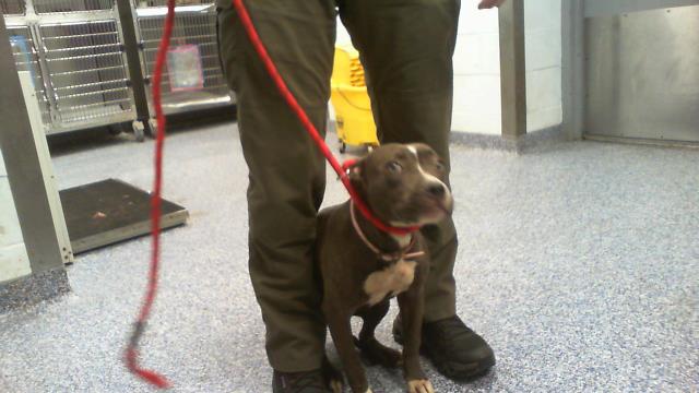 Shelter Stray Female Dog last seen CHARLOTTE, 8315 Byrum Dr, Charlotte, NC 28217, USA
