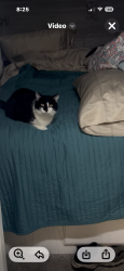 Lost Female Cat last seen Georgia National Fairgrounds campground, Perry, GA 31069