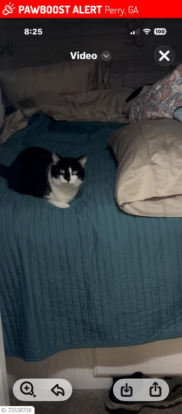 Lost Female Cat last seen Georgia National Fairgrounds campground, Perry, GA 31069