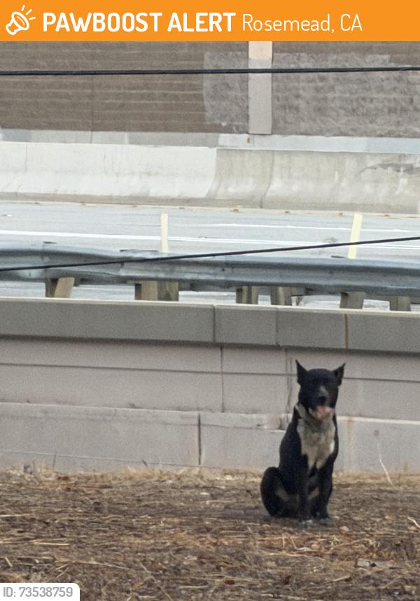 Found/Stray Male Dog last seen New Ave/10FWY East Entrance, Rosemead, CA 91755