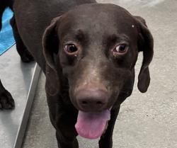 Shelter Stray Male Dog last seen , 4000 N Silverbell Rd, Tucson, AZ 85745, USA