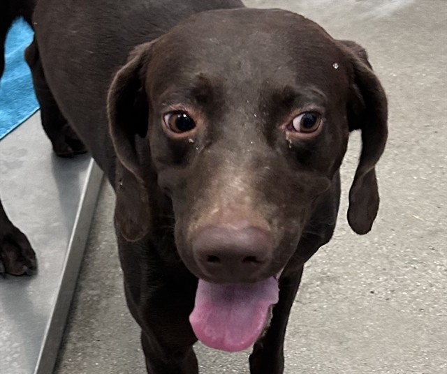 Shelter Stray Male Dog last seen , 4000 N Silverbell Rd, Tucson, AZ 85745, USA