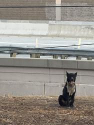 Found/Stray Male Dog last seen New Ave/10FWY East Entrance, Rosemead, CA 91755