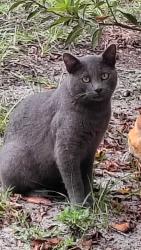 Found/Stray Male Cat last seen Watch Hill Road, Three Lakes Circle, Orlando, FL 32808