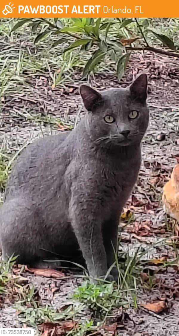 Found/Stray Male Cat last seen Watch Hill Road, Three Lakes Circle, Orlando, FL 32808