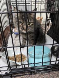 Found/Stray Female Cat last seen Floyd, Modesto, CA 95350