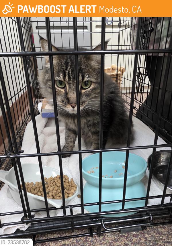 Found/Stray Female Cat last seen Floyd, Modesto, CA 95350