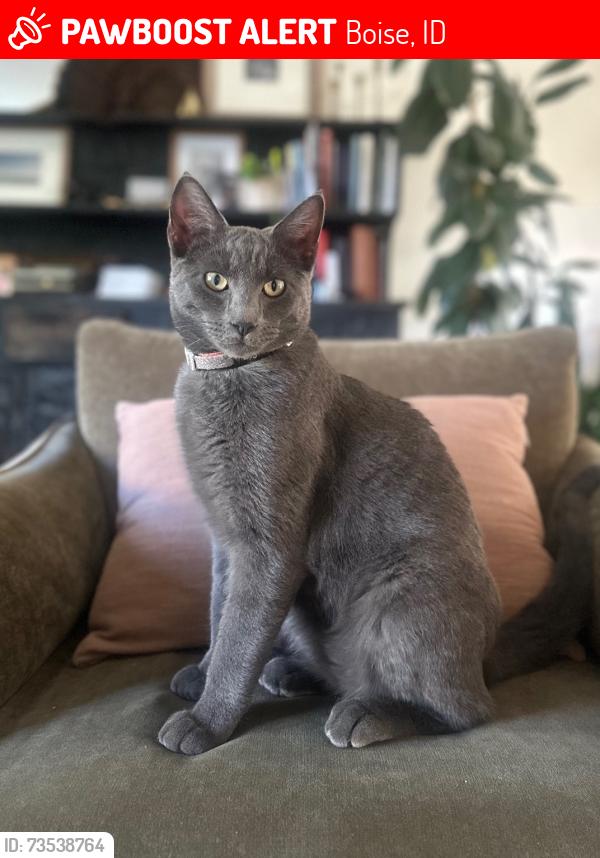Lost Male Cat last seen Hill Rd and Collister, Boise, ID 83703