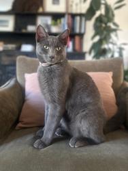 Lost Male Cat last seen Hill Rd and Collister, Boise, ID 83703