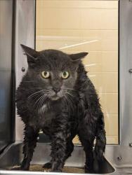Shelter Stray Unknown Cat last seen Near BLOCK N TALLYRAND ST, WICHITA KS 67206, 3303 N Hillside St, Wichita, KS 67219, USA