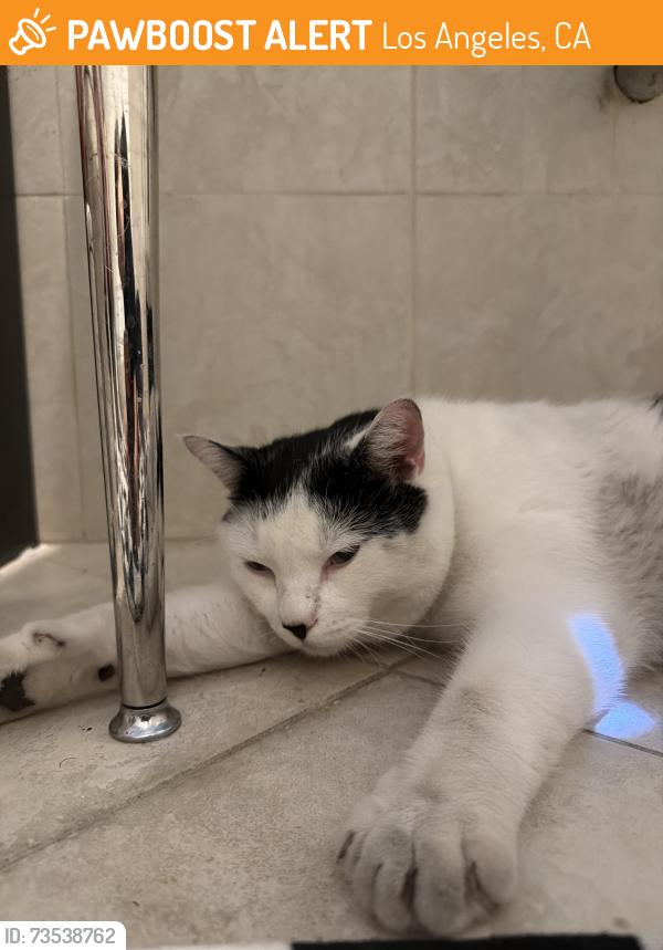 Found/Stray Male Cat last seen Gramercy and 4th, Los Angeles, CA 90020
