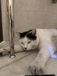 Found/Stray Male Cat last seen Gramercy and 4th, Los Angeles, CA 90020
